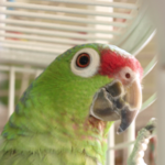 Jonah, the male amazon.